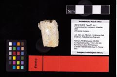 NHMW-GEO-2007z0149-0019_Ol_02.tifTenuihomola ortwini (Feldmann & Schweitzer, 2009)  (NHMW-GEO-2007z0149-0019)